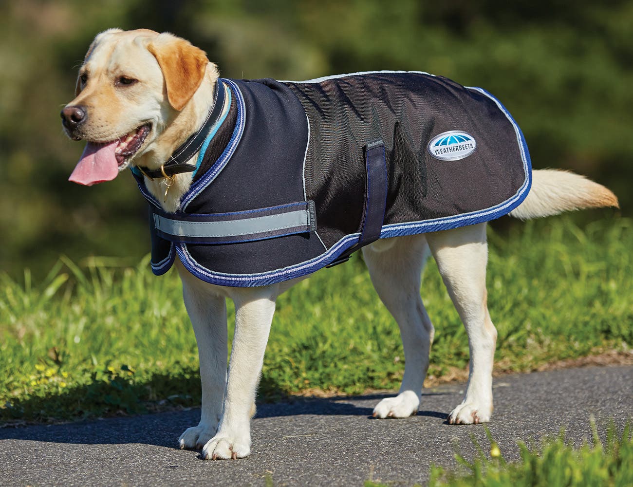 Buy Parka 1680D Dog Coat Online WEATHERBEETA Horseland