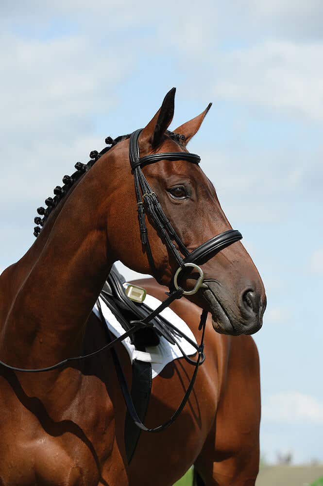 Buy Syntovia Padded Raised Cavesson Bridle Online COLLEGIATE