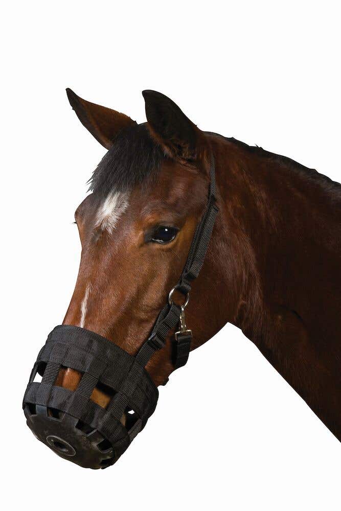 Grazing muzzle 2025