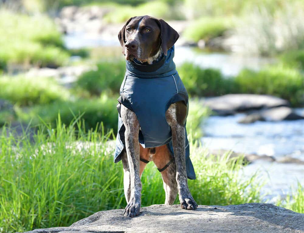 Medium dog coat shop