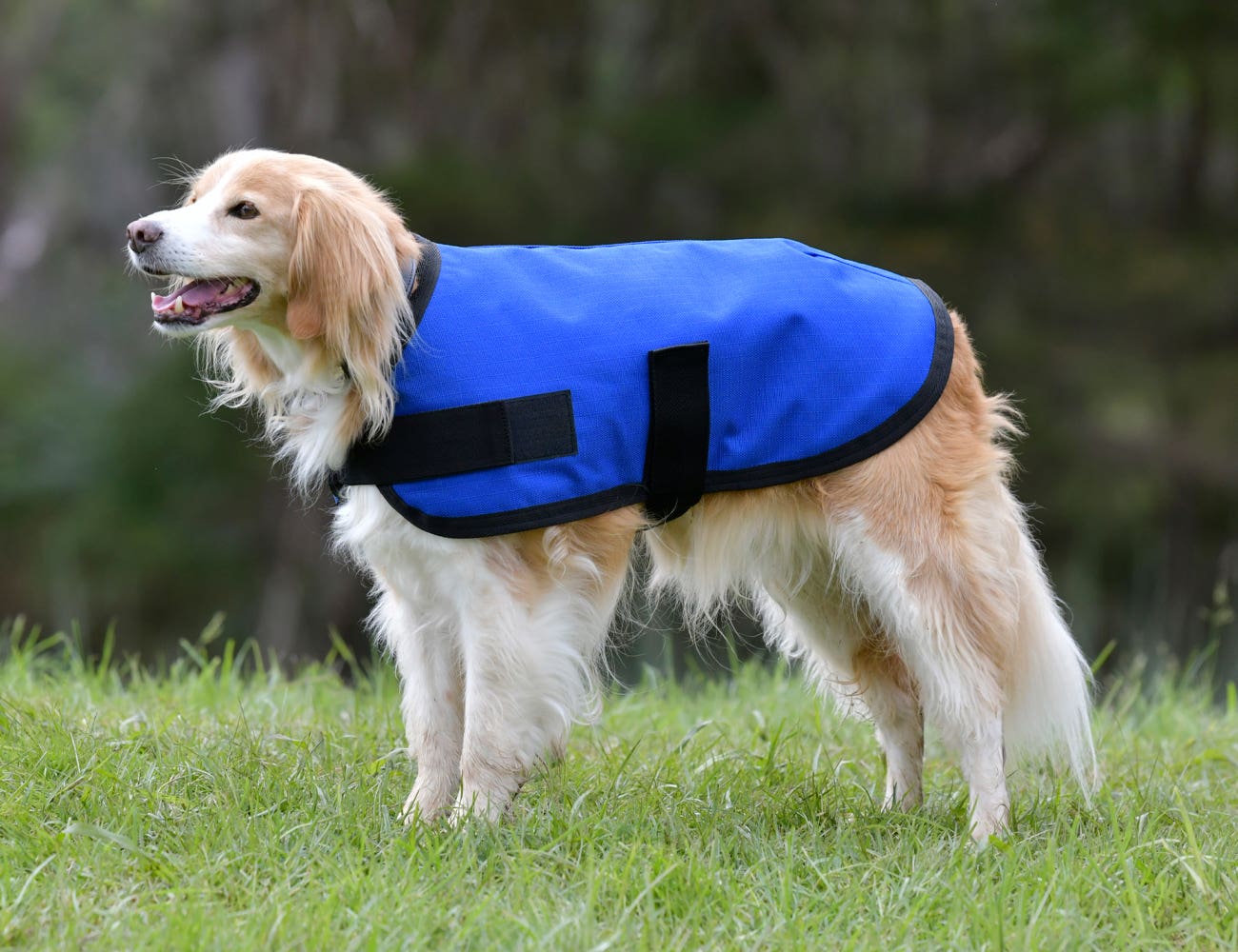 Horseland shop dog coats
