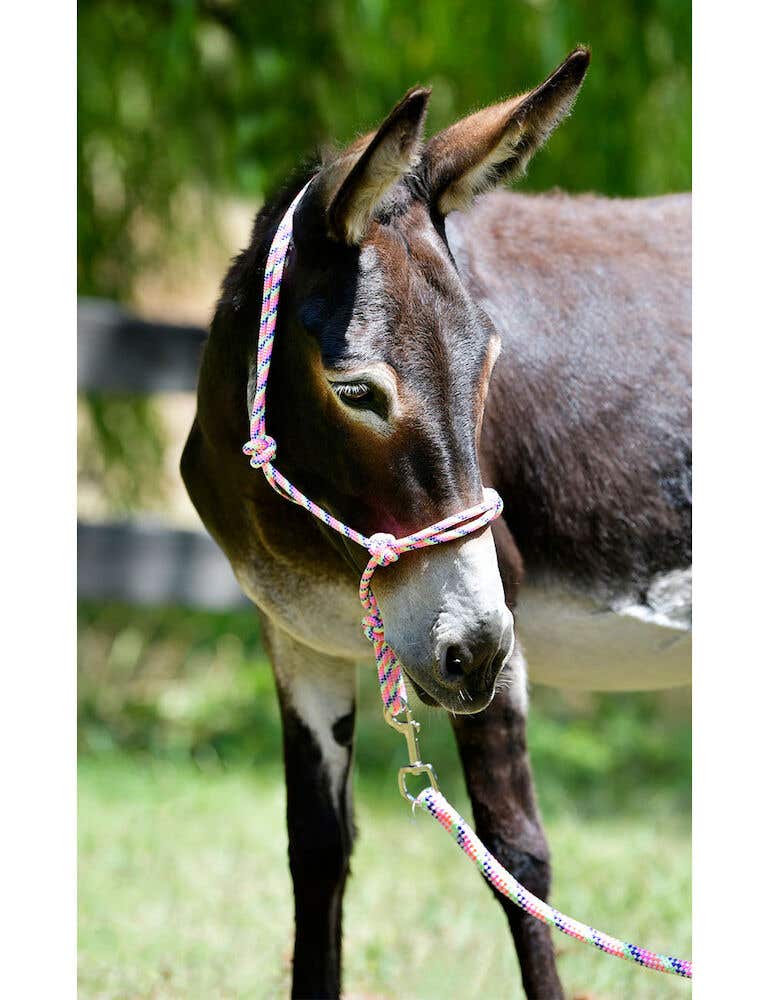 Rainbow headcollar clearance