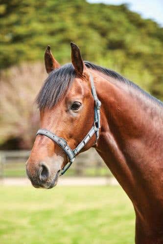 Stripe Headcollar