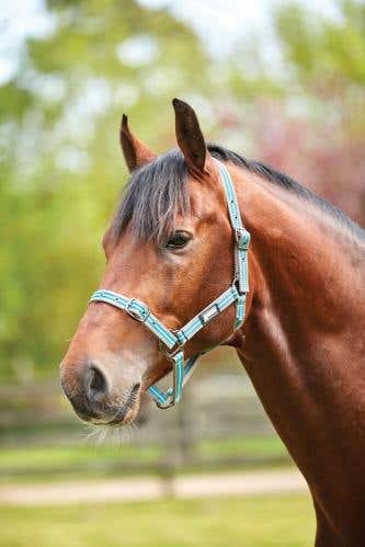 Stripe Headcollar