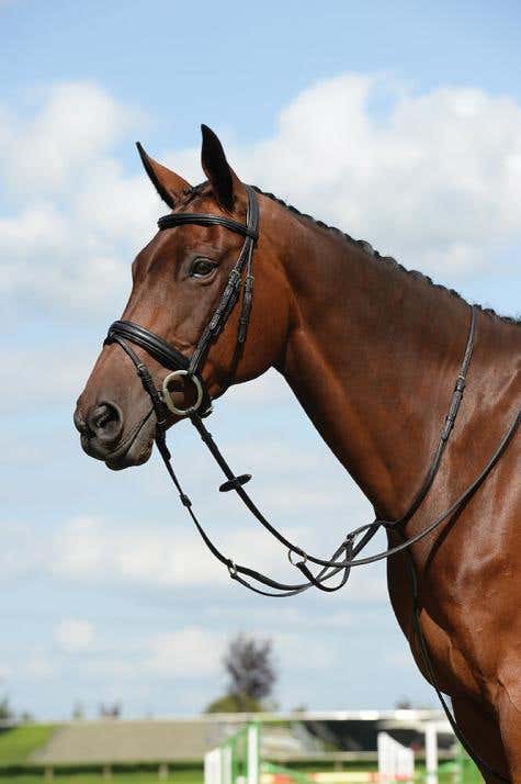 Syntovia+ Plain Flat Running Martingale