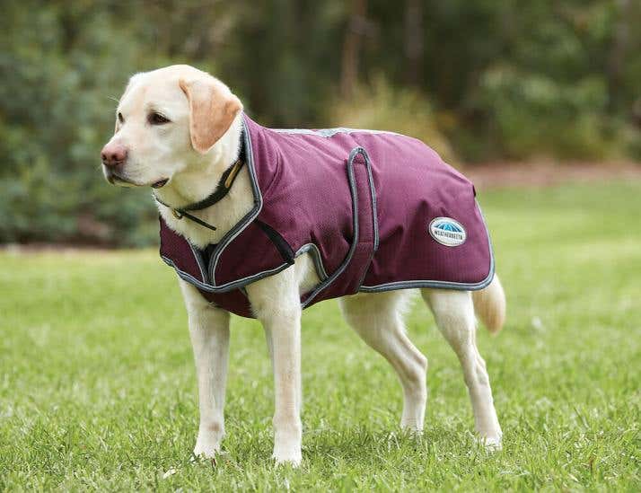 Best Dog Coats Online Australia Online WeatherBeeta