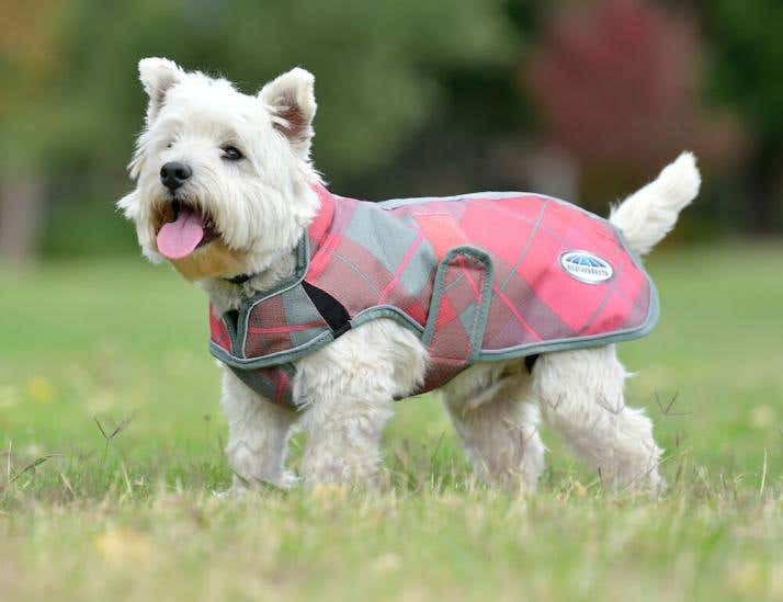 Dog shop coats perth