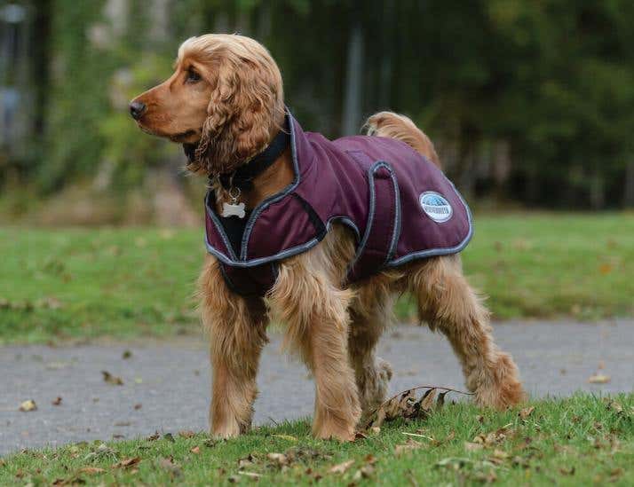 ComFiTec Windbreaker Free Deluxe Dog Coat