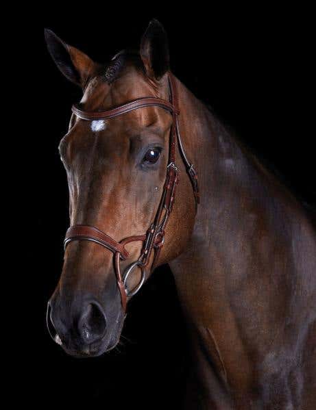 ComFiTec Training Bridle