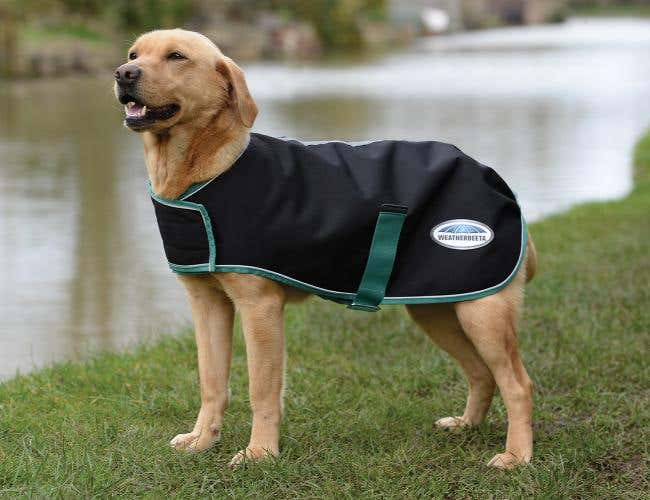 Buy ComFiTec Puffer Dog Coat Online WeatherBeeta