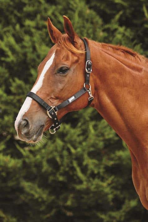 Horse shop products online