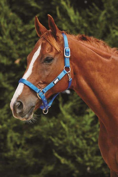 Horse shop products online