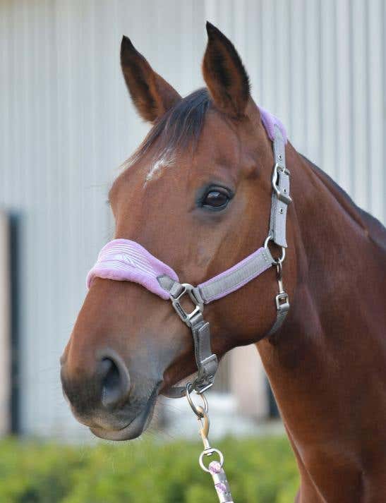 Prime Plus Headcollar And Lead Set