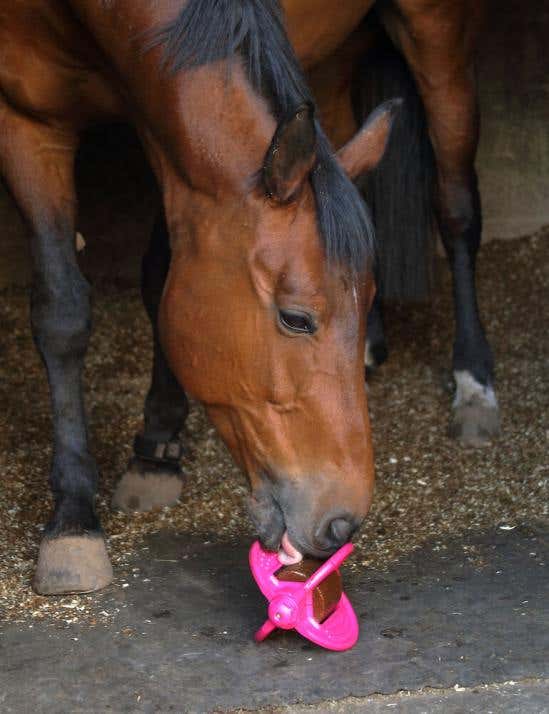 Bizzy Horse Toy