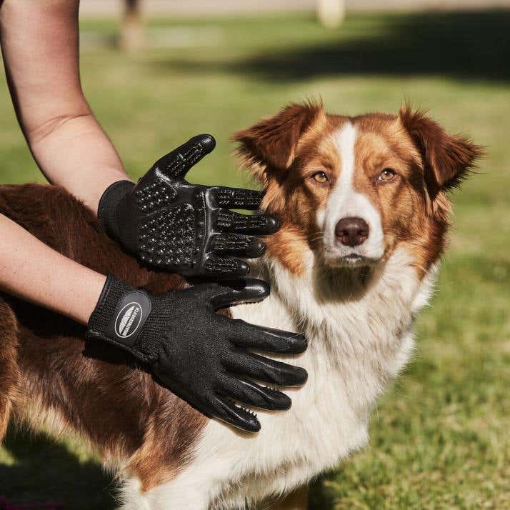 Wish dog store accessories