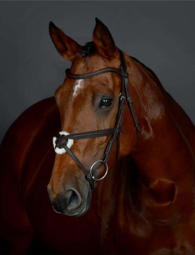 ComFiTec Opulux Plain Padded Grackle Bridle