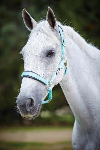 Pastel Headcollar