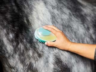 Horse being washed with Kincade Wash Brush