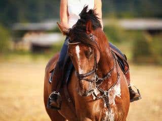 A sweaty horse exercising under saddle