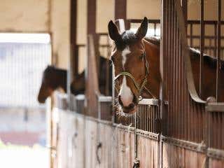 Horses in stable 