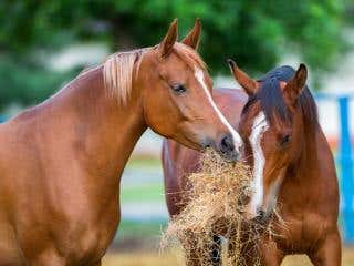Two horses eating hay