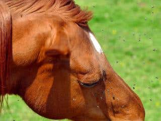 insect repellent for horses