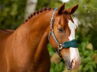 Close-up of a perfect plaited mane. 