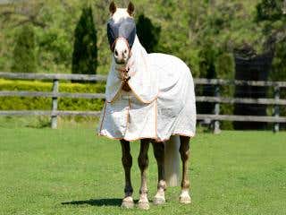Palomino horse wearing summer sheet and matching fly mask in a paddock.