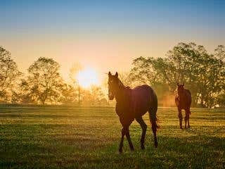 Herd of senior horses standing in a field at sunset