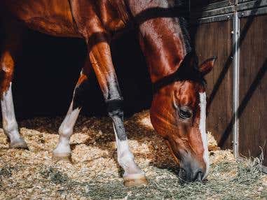 How to Protect Your Horse from the Sun This Summer