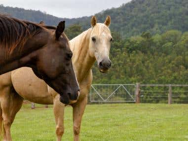 Deworming Considerations When Moving Horses