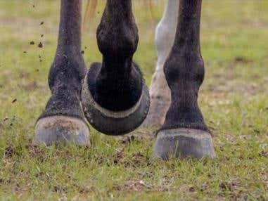 Improving Horse Hooves: Four Tips