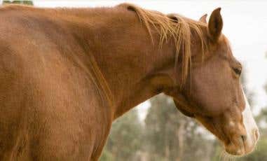 KER EquiShure Helps with Digestive Upsets
