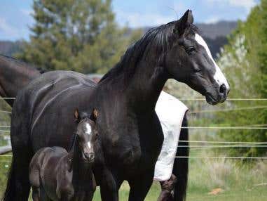 Poor Feed – Poor Fertility