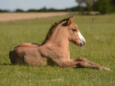 What You Need To Know To Protect Your Foal