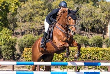 Joint Health and Management in Horses