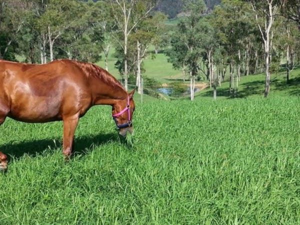 horse eating fresh spring grass