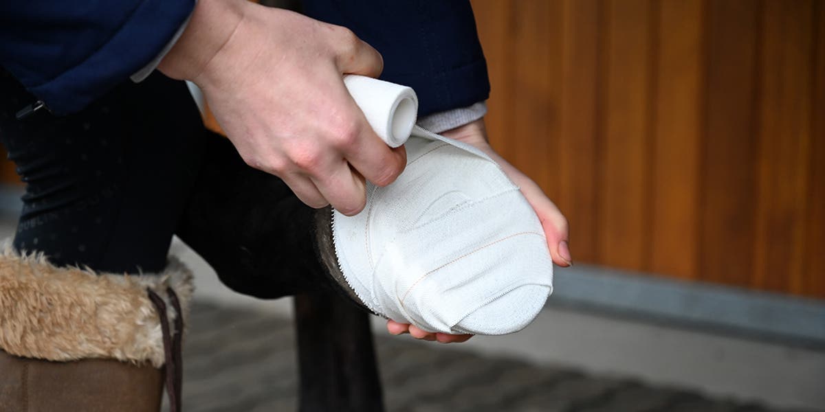 Horse having hoof wrapped with Roma Elastotape Bandage.