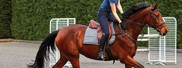 Saddles & Saddlery